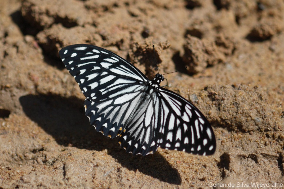 Papilio clytia Linnaeus, 1758